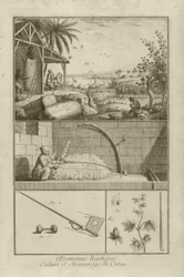 Campo de algodón en América; Trillando con un arco; Planta de algodón, 1762